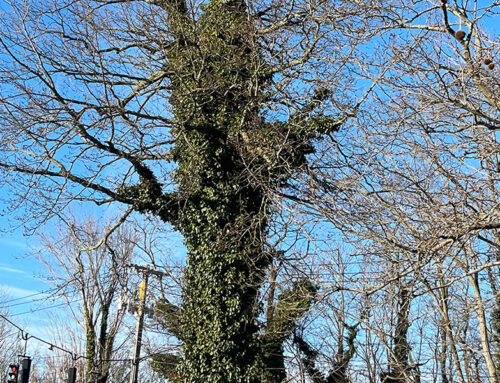 Our Fourth Annual Awareness Campaign that’s Simply De-Vine